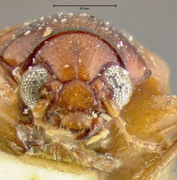 Media type: image;   Entomology 5063 Aspect: head frontal view